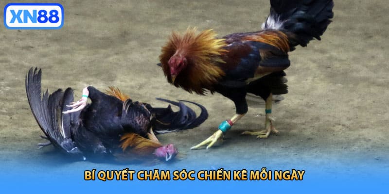 Bí quyết chăm sóc chiến kê mỗi ngày